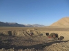 pamir (6)